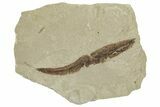 Eocene Fossil Willow (Salix) Leaf - Green River Formation, Utah #331909-1